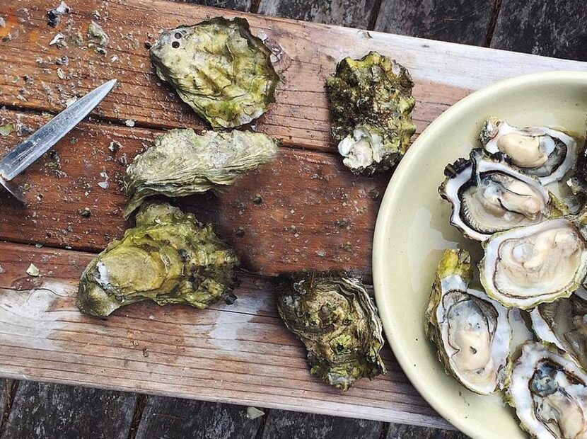 oysters-ston-tour Ston oyster tasting